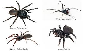Flatlinepest control provides end of lease pest control service in central coast. Professional Central Coast Pest Exterminator Service