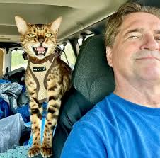 Bengal cats as pilots and copilots