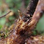 Image result for Lepisorus excavatus