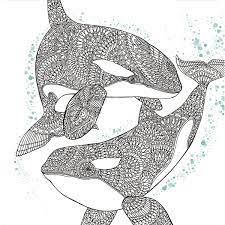 Push pack to pdf button and download pdf coloring book for free. Orca Whale Free Adult Coloring Book Page Craftfoxes