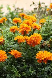 Children are often attracted to these plants because the flowers don't look like ordinary flowers. 15 Best Annual Flowers Annual Flowers List