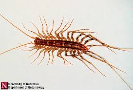 Can you see house centipedes in your basements? Centipedes And Millipedes Nebraska Extension In Lancaster County