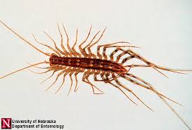 What are those terrifying centipede like things oupblog from basement bugs with many legs. Centipedes And Millipedes Nebraska Extension In Lancaster County
