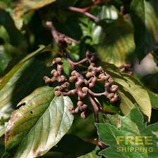 Image result for Hovenia dulcis