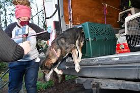 Program areas at new beginnings for merced county animals transporting animals from shelters to foster homes, for medical care, or to other rescue organizations. Lynnwood Paws Shelter Welcomes Van Filled With California Cats And Dogs All Needing A Forever Home My Edmonds News