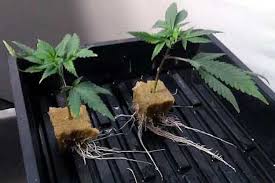 We did not find results for: The Art Of Cannabis Cloning Indoor Growing Canada