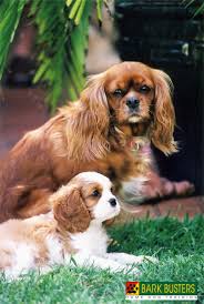 Cavalier king charles spaniel rescue ontario. Bark Busters Breed Of The Month The Cavalier King Charles Spaniel