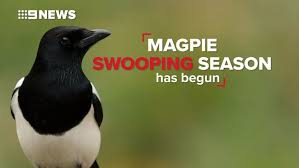 Swooped three times, hit my helmet first two times. Magpie Swooping Season Begins How To Avoid Getting Attacked This Spring