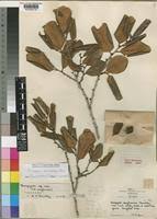 Image result for Diospyros consolatae