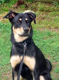 Like the german shepherd, the doberman is also a relatively new breed of dog, as it was standardized at the end of the 19th century. German Shepard Doberman Mix Doberman Mix Cute Dogs Dogs