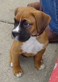 Find boxer puppy in dogs & puppies for rehoming | 🐶 find dogs and puppies locally for sale or adoption in ontario : Boxer Puppies Pictures And Information Puppies Dog Breed Information Image Pictures Boxer Puppies Boxer Dogs Boxer Dogs Funny