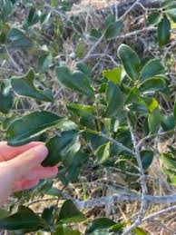 Image result for Psydrax fragrantissima
