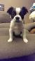 Full Grown Long Haired Boston Terrier