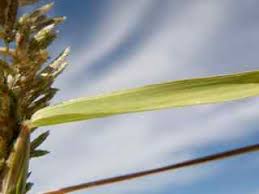 Image result for Eragrostis cilianensis