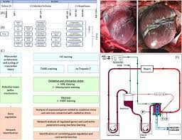 Reconditioning Of Circulatory Death Hearts By Ex Vivo Machine Perfusion With A Novel Htk N Preservation Solution The Journal Of Heart And Lung Transplantation