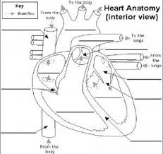 Heart Circulatory System Worksheets Ks2 Health Information Blog Heart Diagram Human Heart Diagram Heart Anatomy