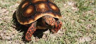 Red Footed Tortoise Ambassador Animal
