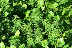 Maybe you would like to learn more about one of these? How To Get Rid Of Dollar Weed Gardening Dream