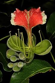 Image result for Englerodendron mengei