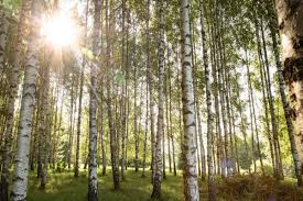 Lettland sehenswürdigkeiten, touren und aktivitäten in lettland. Lettland Sehenswurdigkeiten 4 Grunde Nicht Nur Nach Riga Zu Reisen