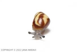 Image result for Alinula sp.