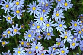 Zartes Hellblau Margeriten Balkon Pflanzen Pflanzenlexikon