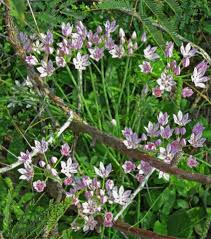 Image result for Vepris drummondii