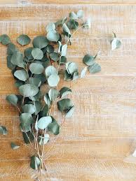 I hope this article has provided helpful information. The Benefits Of Hanging Eucalyptus In Your Shower Neuroticmommy