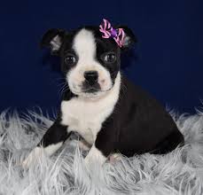 The breed is registered by several small dog clubs including the american canine hybrid club temperament: Boston Terrier Puppies For Sale In Pa Boston Puppies Adoptions