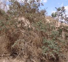 Image result for Suaeda monoica