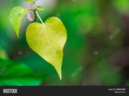 ✓ free for commercial use ✓ high quality images. Romantic Tree Shape Image Photo Free Trial Bigstock