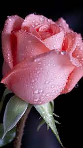Pink Rose With Water Droplets Hybridtearoses Hybrid Tea Roses Tea Roses Rose