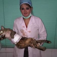 Knowing the signs of cancer in cats and things you can do to watch for cancer can literally save your cat's life. Pdf Surgical Approaches To Cat Breast Cancer Mammary Tumor Their Treatment And Management At Richmond Crawford Veterinary Hospital Karachi Rcvh Sindh Pakistan