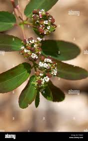 Image result for Euphorbia hyssopifolia