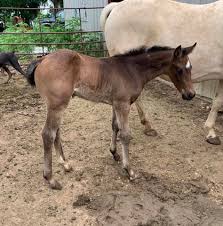 This is a very nice shapey and pretty buckskin quarter horse gelding that is a finished ranch horse. 2019 Aqha Dark Buckskin Roan Goodwin Quarter Horses Facebook