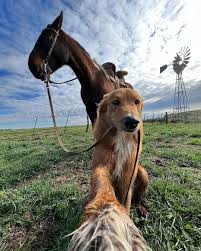 Este perro de granja ha dominado tomar selfies y los ha estado llevando por  todo el rancho 📸🐕