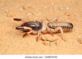 Camel spiders first were found in the middle east (iraq) and also in sandy areas of the southwest united states and mexico. Camel Spider Rhagoderma Tricolor Negev Desert Stock Photo Edit Now 1100074193