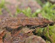 Image result for Teleiopsis diffinis