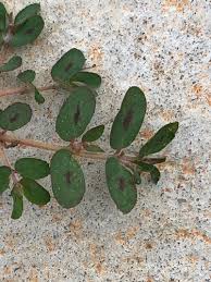 Image result for Euphorbia spissiflora