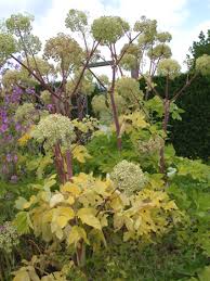 Image result for Aphloiaceae