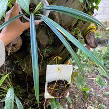 Image result for Mapania