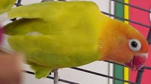 Fischers Mutations Albino Lutino Yellow White Parrot