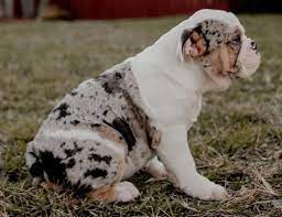 Do You Want A New Dog Here S The True English Bulldog Price K9 Web