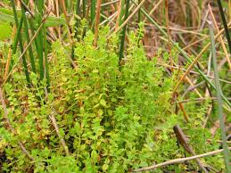 Image result for Hypericum scioanum