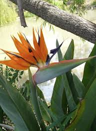 Bird Of Paradise Plant Varieties Australia Bird Of Paradise How To Grow Strelitzia Daylilies In Australia Paradise Plant Birds Of Paradise Plant Strelitzia Plant