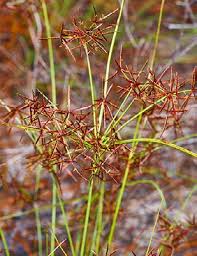 Image result for Cordylostigma longifolium