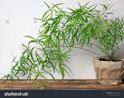 Image result for Asparagus falcatus