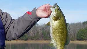 It is a 780 acre lake where anglers on pontoon and small fishing boats do best. The Best Fishing In Kentucky Our Top 8 Lakes Premier Angler