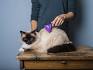 RagDoll Pet Grooming - Professional Pet Groomer Equipped ...