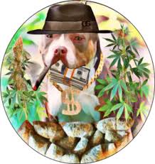 Greyhound racing drug dealer goes down with the industry